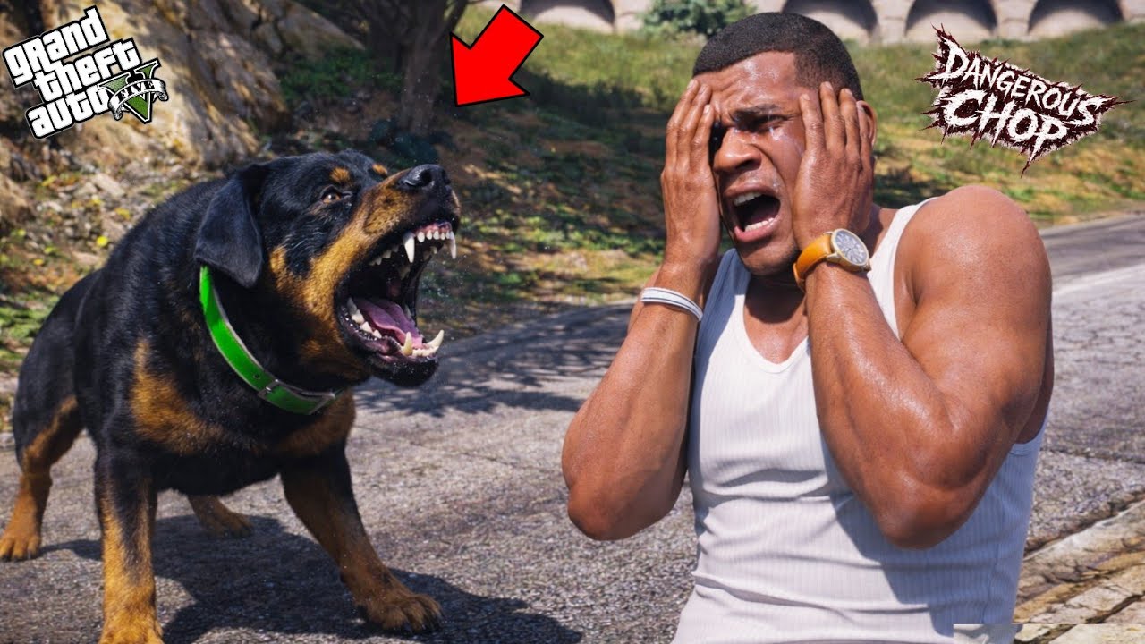 Why Chop Attacking On Franklin &  Shinchan In Gta 5