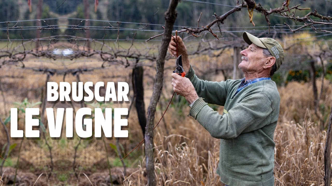 Come ligar le vigne con le strope