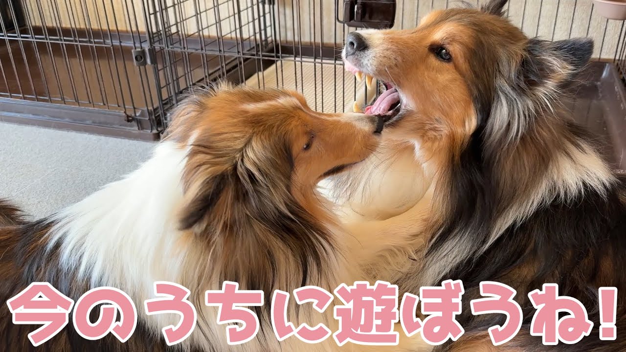 【シェルティ】今のうちに遊ぼうね🐾【謎遊び楽しいね】