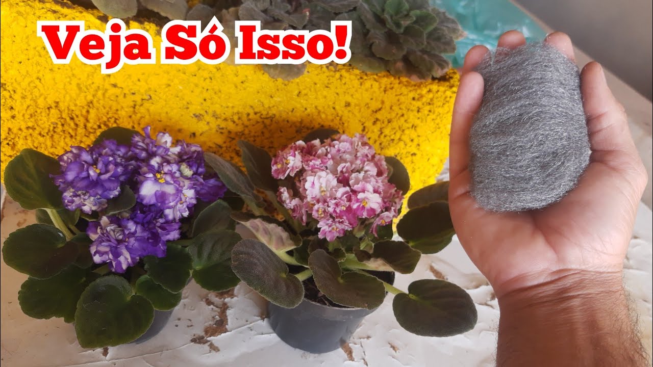 Esponja de aço nas violetas é incrível! Veja só isso!