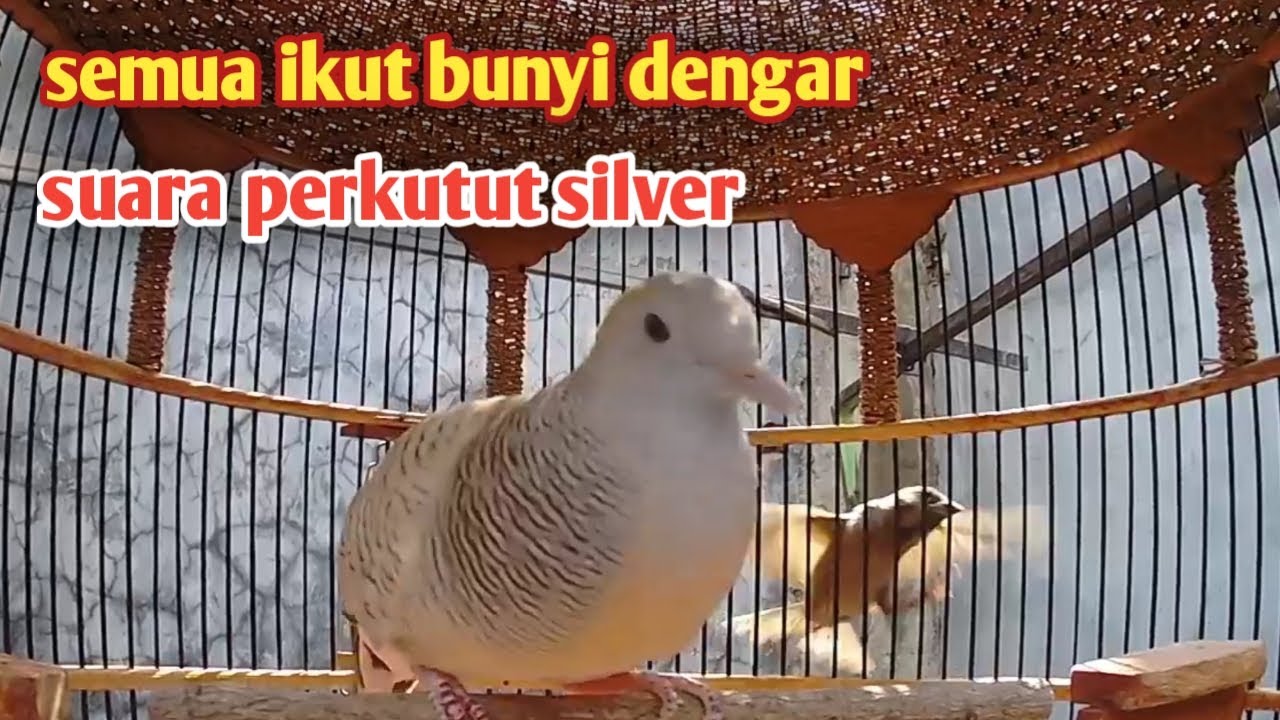 Suara perkutut silver bagus untuk pancingan semua jenis perkutut lokal bangkok nyaut.