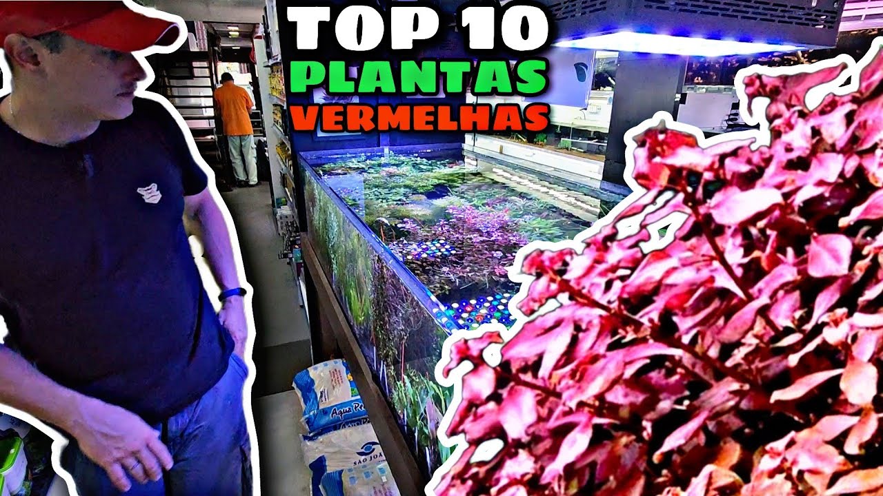 TOP 10 PLANTAS VERMELHAS