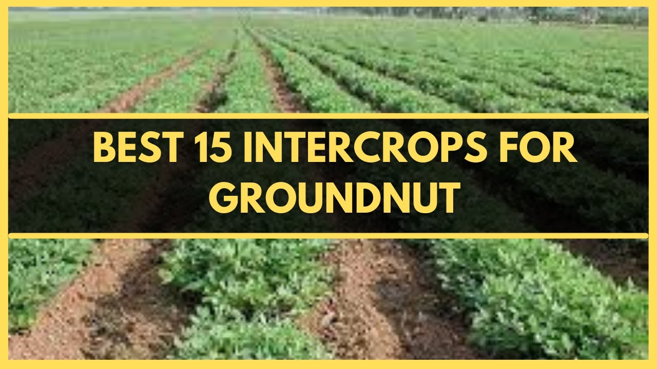 INTERCROPPING:BEST 15 CROPS TO INTERCROP WITH GROUNDNUT | PEANUT INTERCROPPING | GROUNDNUT FARMING