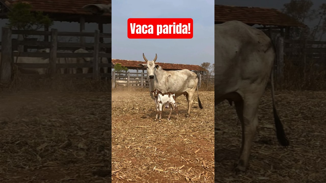 Vaca nelore e bezerro nelore pintado!🐄🐄&hearts;️🏡👏👏🤠🏜️