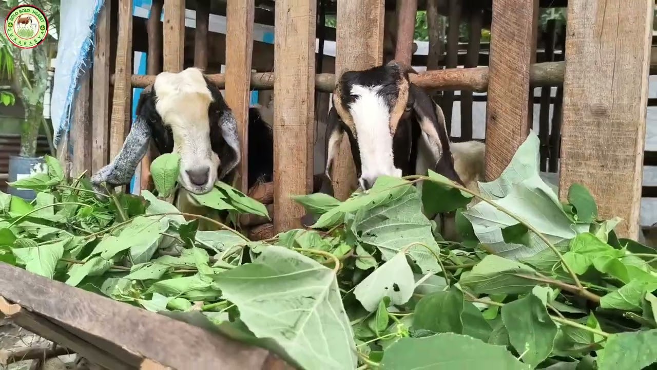 Kandungan Nutrisi dan berbagai manfaat daun Angrungan dan daun Dileman untuk kesehatan kambing