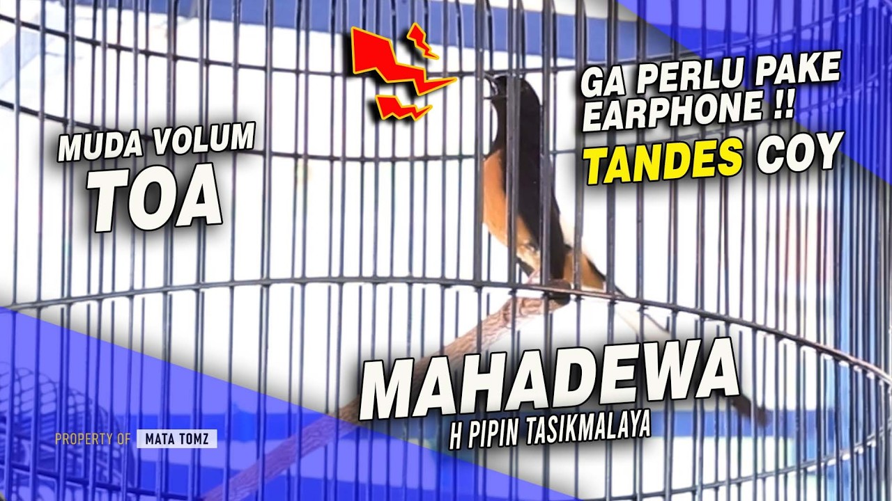 MUDA VOLUM TOA | BURUNG TASIK PERDANA KE BANDUNG MURAI MAHADEWA H PIPIN CIPANDAWA