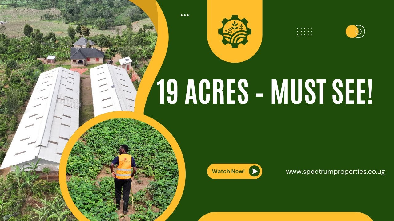 19-Acre Farm for Sale on Mityana Road | 16 Acres of Coffee, Poultry Houses & Water System