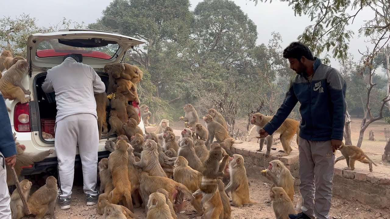 We Deliver Banana to a  Hungry Monkey Group Part[5] 
