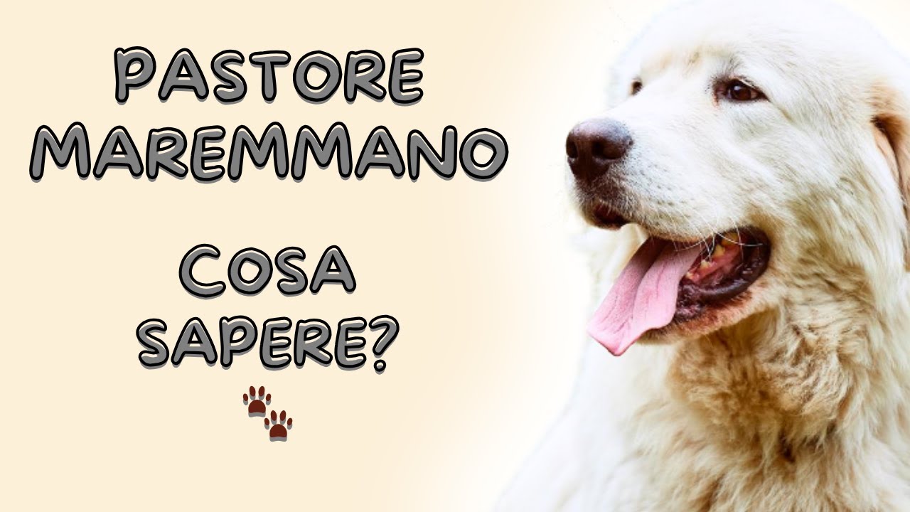 Pastore Maremmano: segreti, consigli e errori da evitare con questo cane