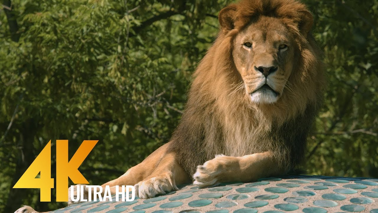4K Animals in Poland - Relax Video with Floating Music | Urban Life