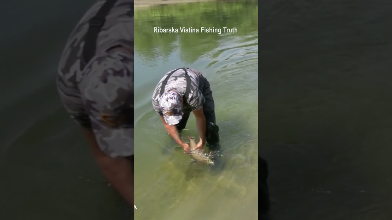 Massacre Big barbel fishing #fishing #рибарскавистина #fish