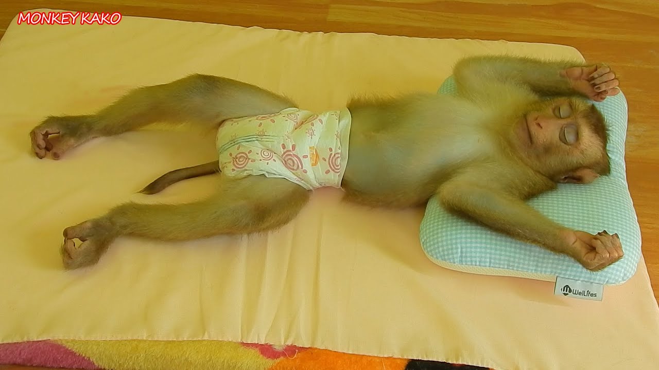 Amazing Monkey | Adorable Monkey Kako Lovely Sleeping In Sweet Dream | Funny Animals