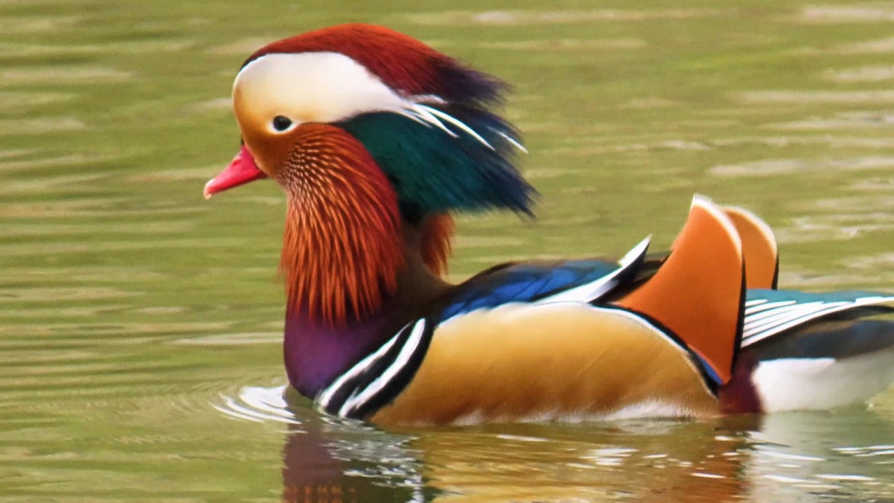 Kachnička mandarinská, Mandarin duck, Mandarinente, Mandarijneend, Mandarynka, Canard mandarin