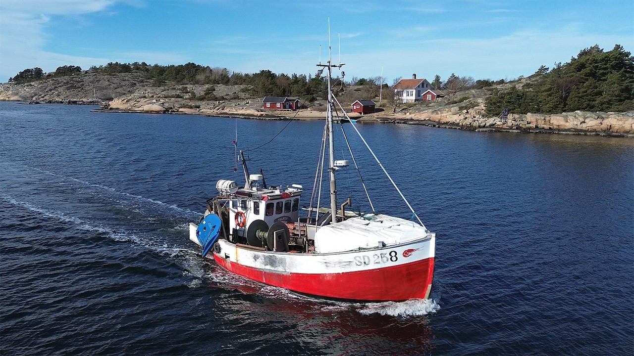 SD258 Falken lossar räkor och berättar !