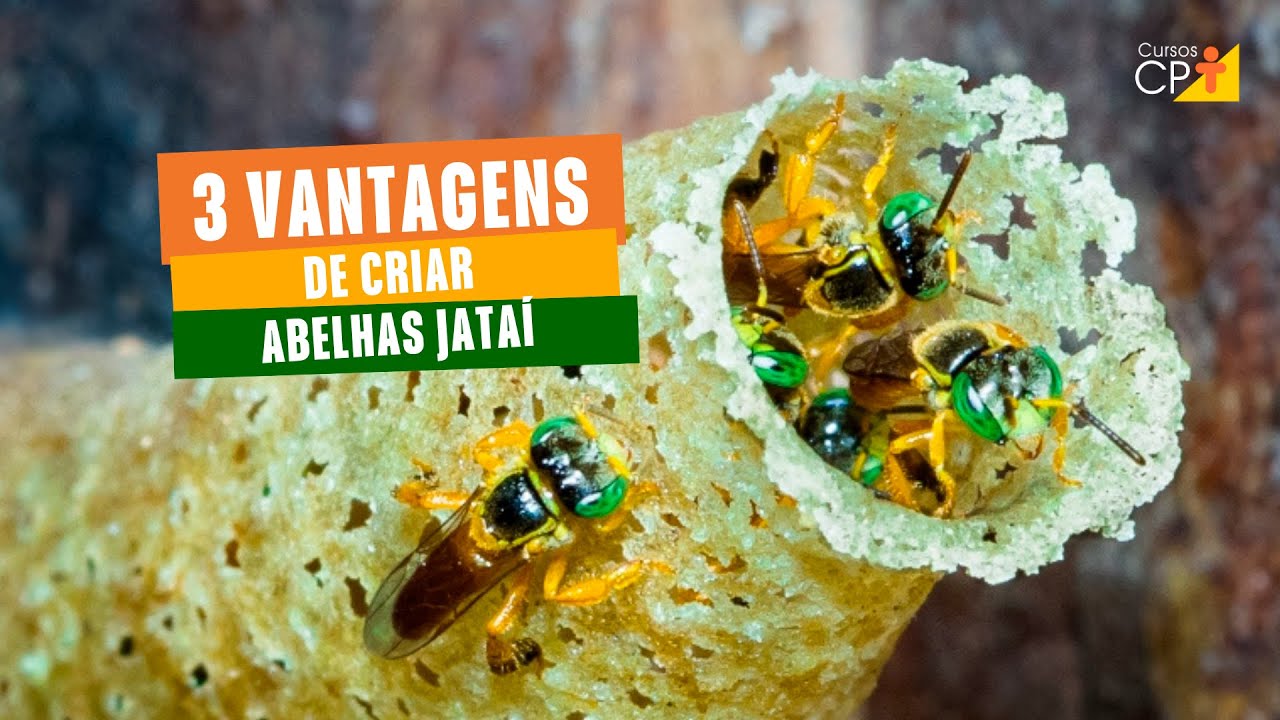 Como &eacute; a abelha Jata&iacute;? - Vantagens de criar essa abelha nativa sem ferr&atilde;o l Cursos CPT