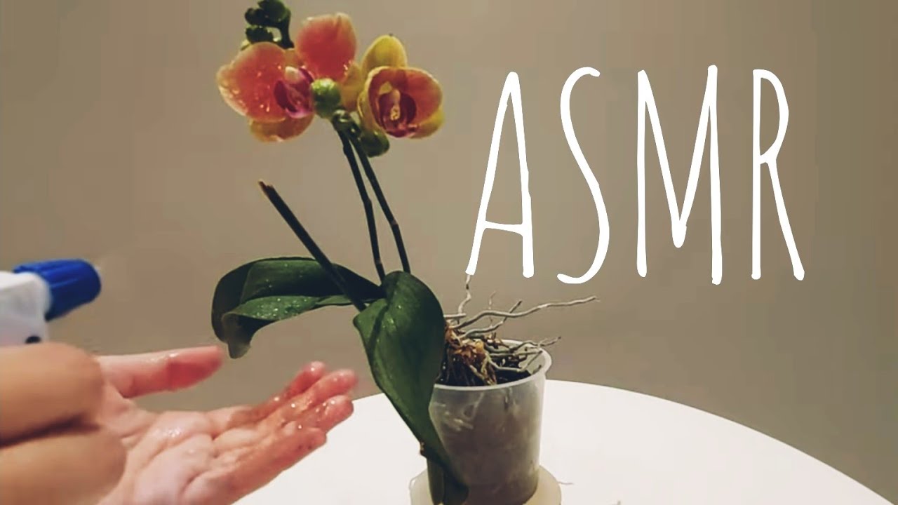 ASMR  Incrível!!! Sons de Água, Tesoura / Movimentos e Voz Suaves.