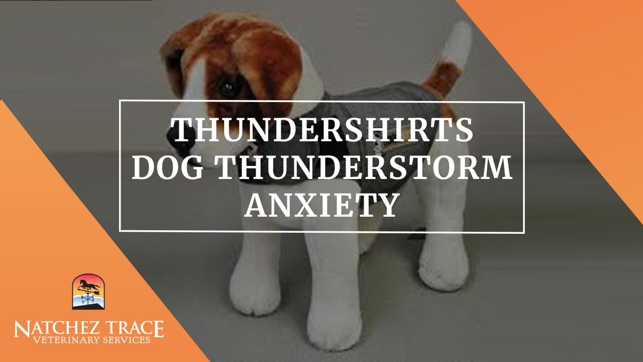 Thundershirts Dog Thunderstorm Anxiety Treatment - Marc Smith DVM