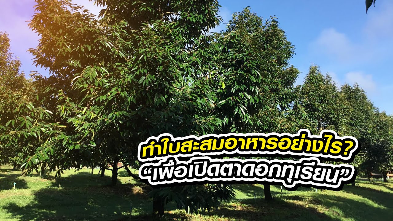 ทำใบสะสมอาหารอย่างไร เพื่อเปิดตาดอกทุเรียน