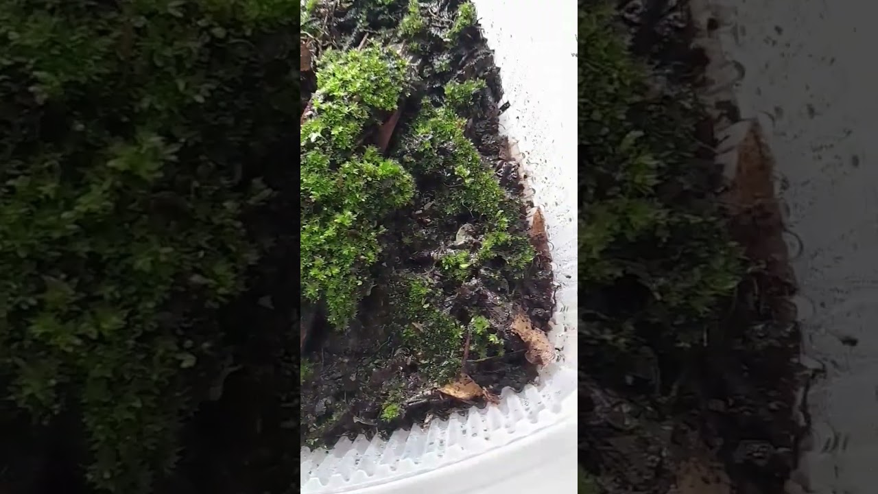 Moss propagation #music #amongus #moss #plants #terrarium #loveplants #houseplants