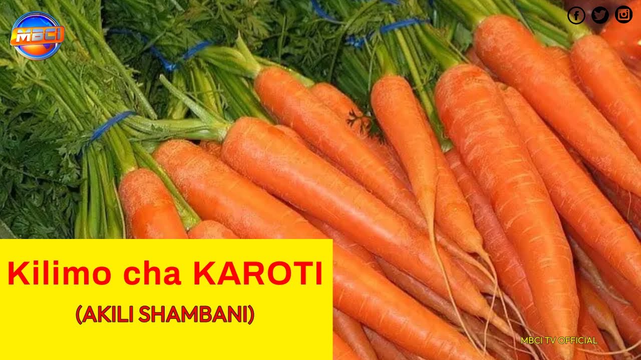Kilimo cha Karoti (CARROT FARMING IN MAU NAROK, KENYA) || AKILI SHAMBANI