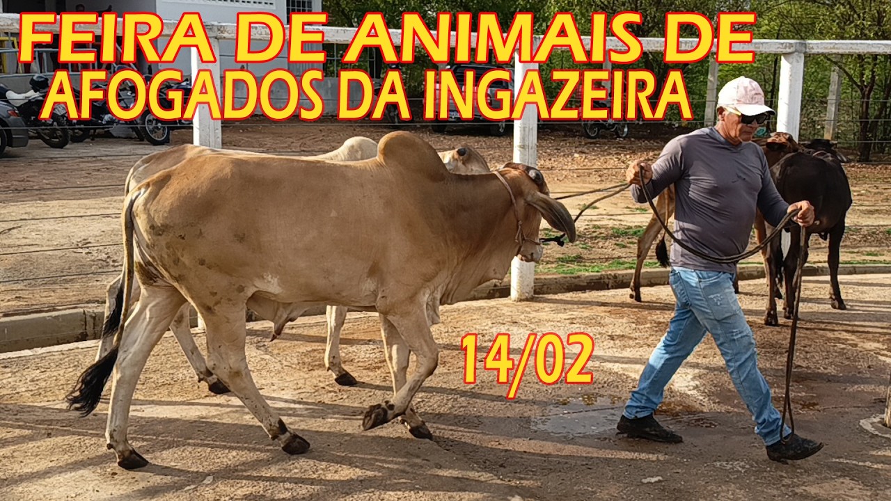 Feira de animais de Afogados da Ingazeira-PE (14/02/26)