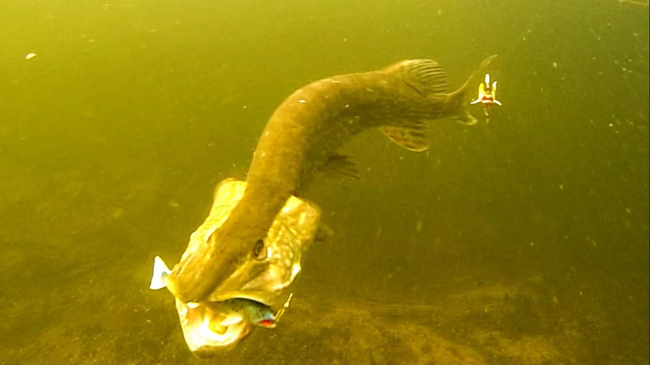 Angry pike attacks fishing lure 12 times in crystal clear water. Lucio ataque. 鱼攻击