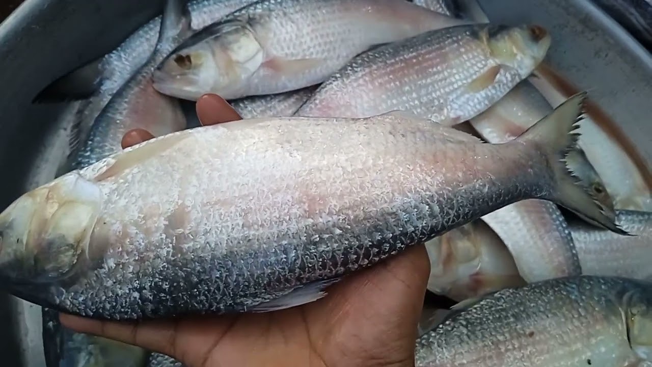 বড় ইলিশ মাছের বাজার।। big elish fish in the fish market।। 