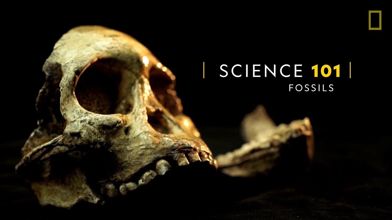 101科學教室：化石《國家地理》雜誌