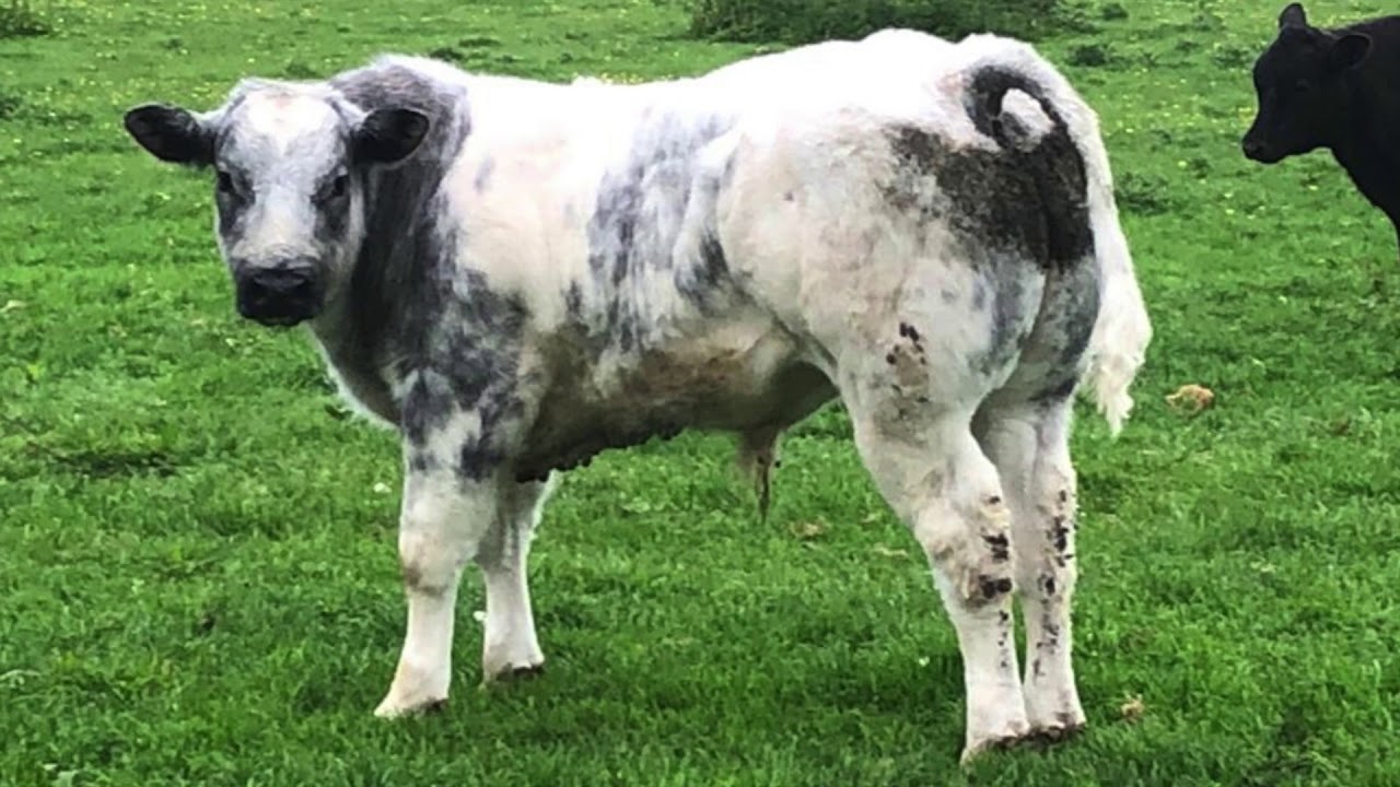CARLISLE BRITISH BLUE SALE - LOT 77 Almeley Oscar