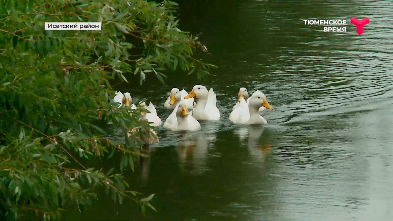 Самая красивая деревня Тюменской области | Деревня Миролюбово