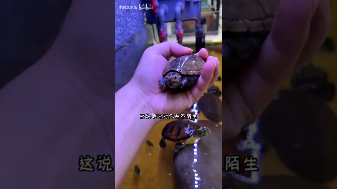 乌龟不会说话，但会通过动作告诉你它的想法~ #shorts