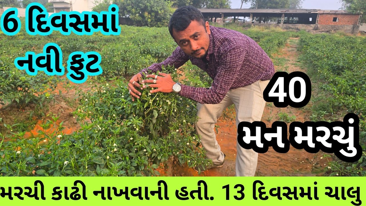 મરચા ની ખેતી || 40 મન મરચું || 9909887736 || 6 દિવસમાં નવી ફુટ 