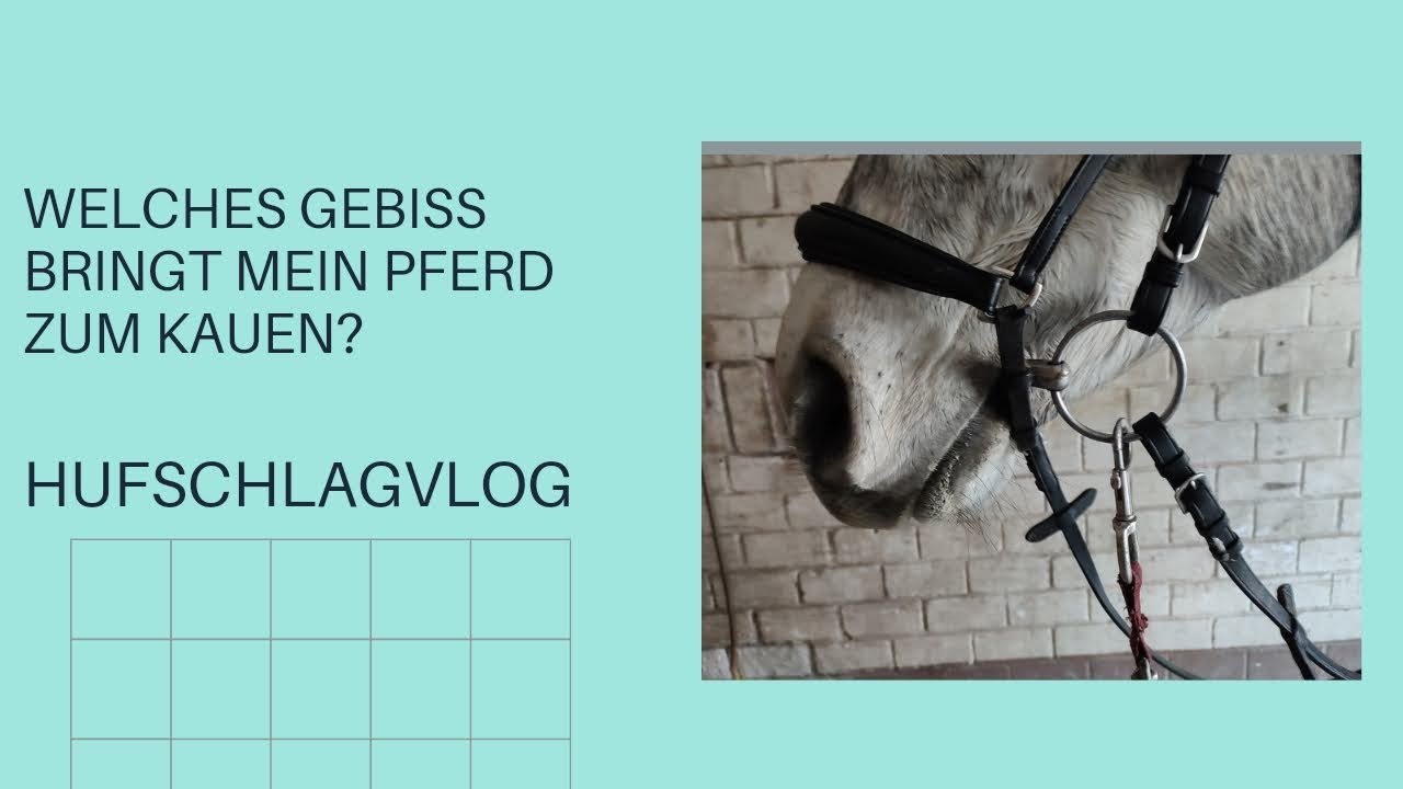Welches Gebiss bringt mein Pferd zum Kauen?