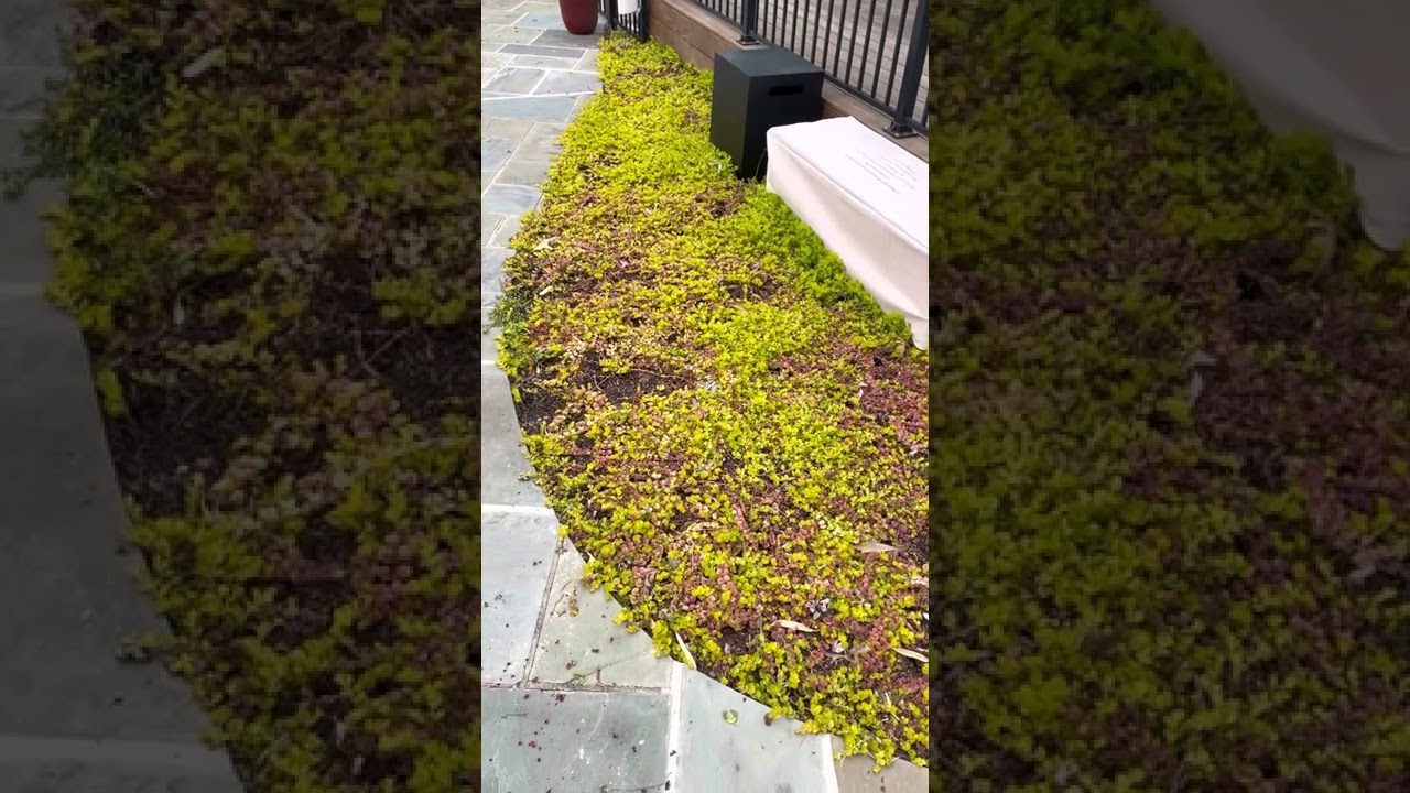 Creeping Jenny Plant Review