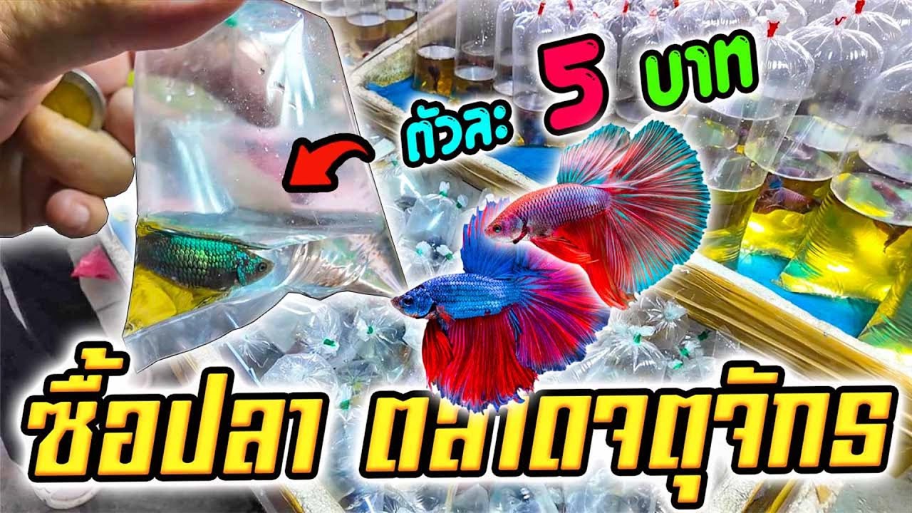 ซื้อปลา ตัวละ 5 บาท เดินจตุจักรวันธรรมดา แต่ของขายเพียบ