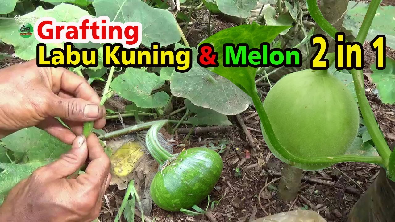 Rekayasa Tanaman Unik Labu Kuning Berbuah Melon 2 in 1