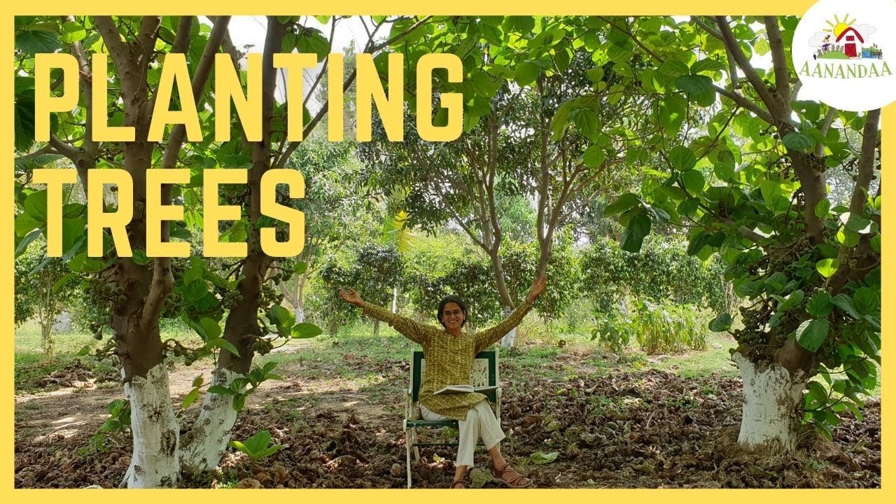 Get started with Permaculture: Plant Trees