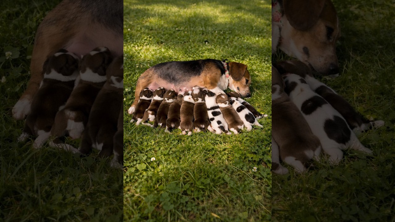 #3/5 Dogbaby100k Live Stream  #baby #dog #cute #puppy #perte #animals #viral #funny #viralvideo