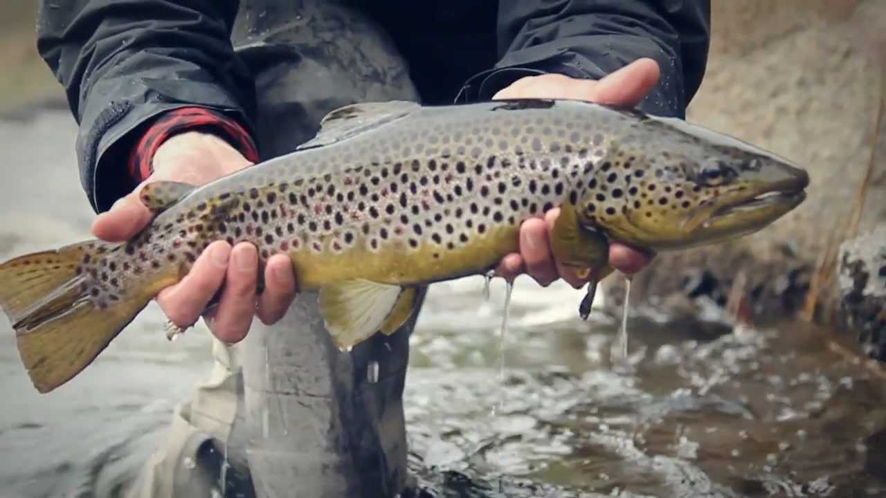 Ett Fiskeår Längs Vindelälvsdalen del 2 - Vårfiske i Ruskträskbäcken