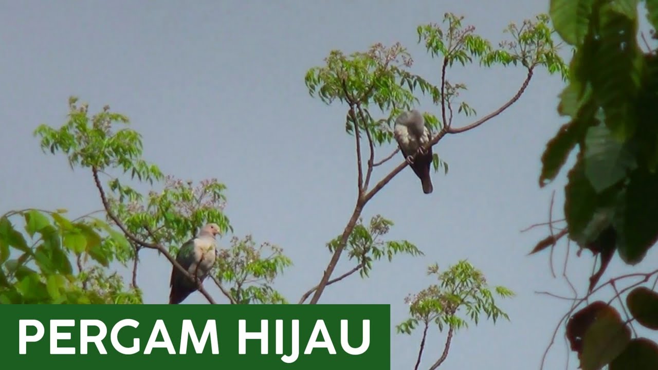 Tengger Dulu Sambil Bersih Bersih Bulu || Pergam Hijau (Ducula aenea)