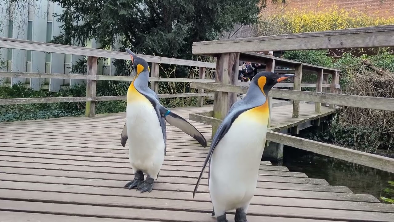 Penguin Walk | Basel Zoo @videoszoobasel | Switzerland