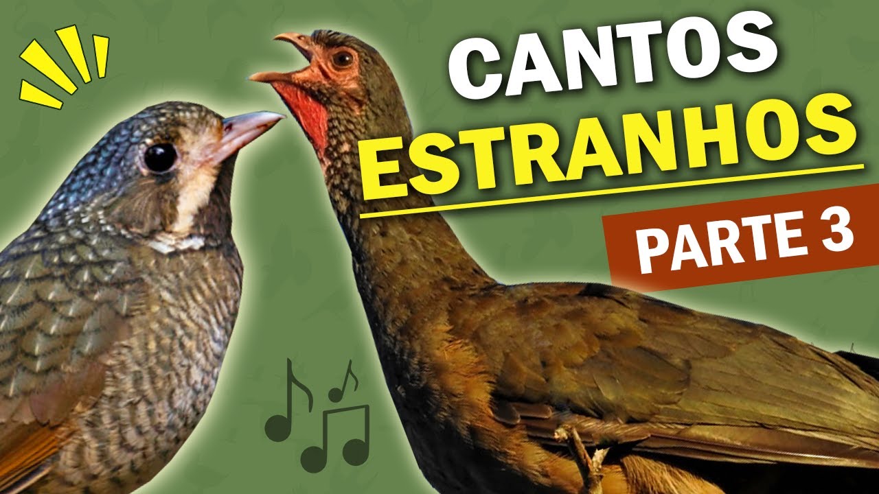 AVES com CANTOS ESTRANHOS #3 | 12 PÁSSAROS brasileiros com vocalização estranha ou diferente