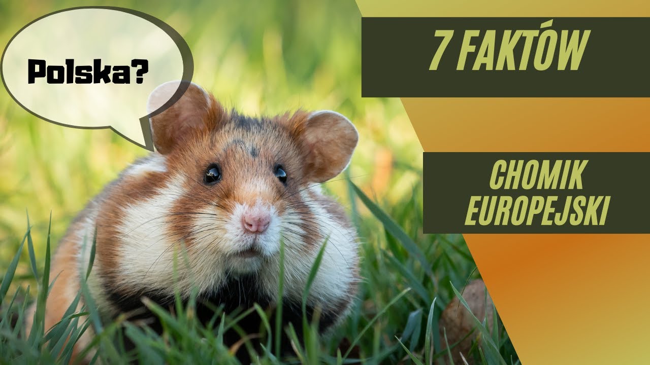 7 faktów  - chomik europejski