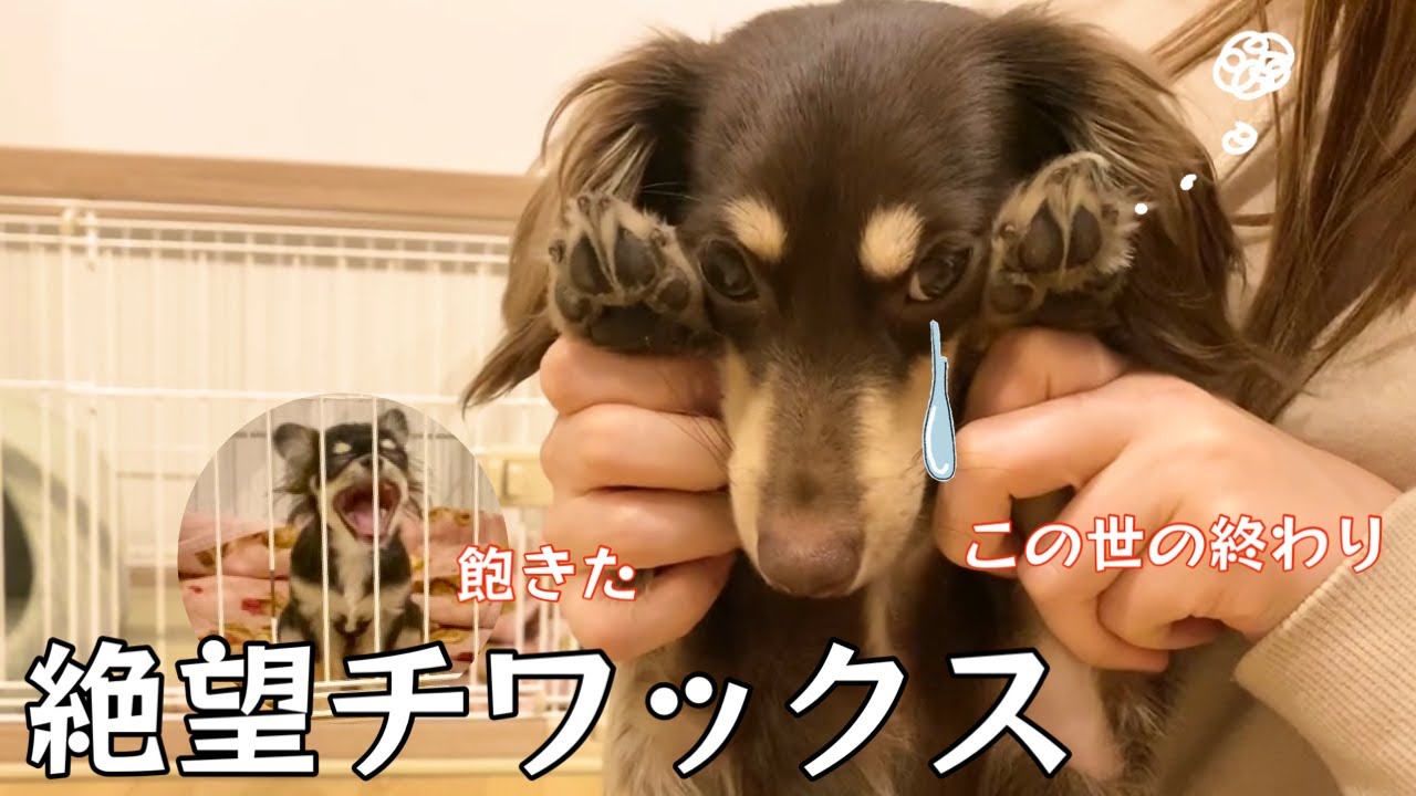 足の毛バリカンしたらこの世の終わり顔でいじけちゃったチワックスがこちらです【Pateker】
