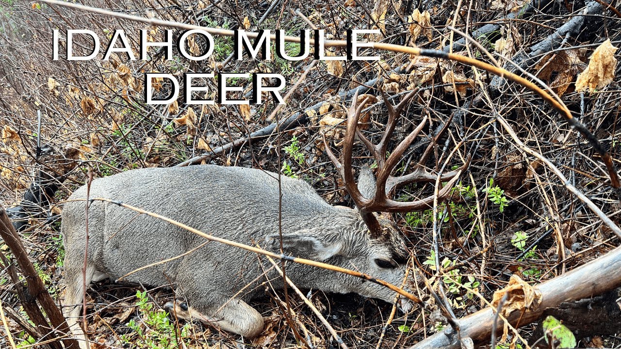 NON-TYPICAL Idaho MULE DEER (Public Land)