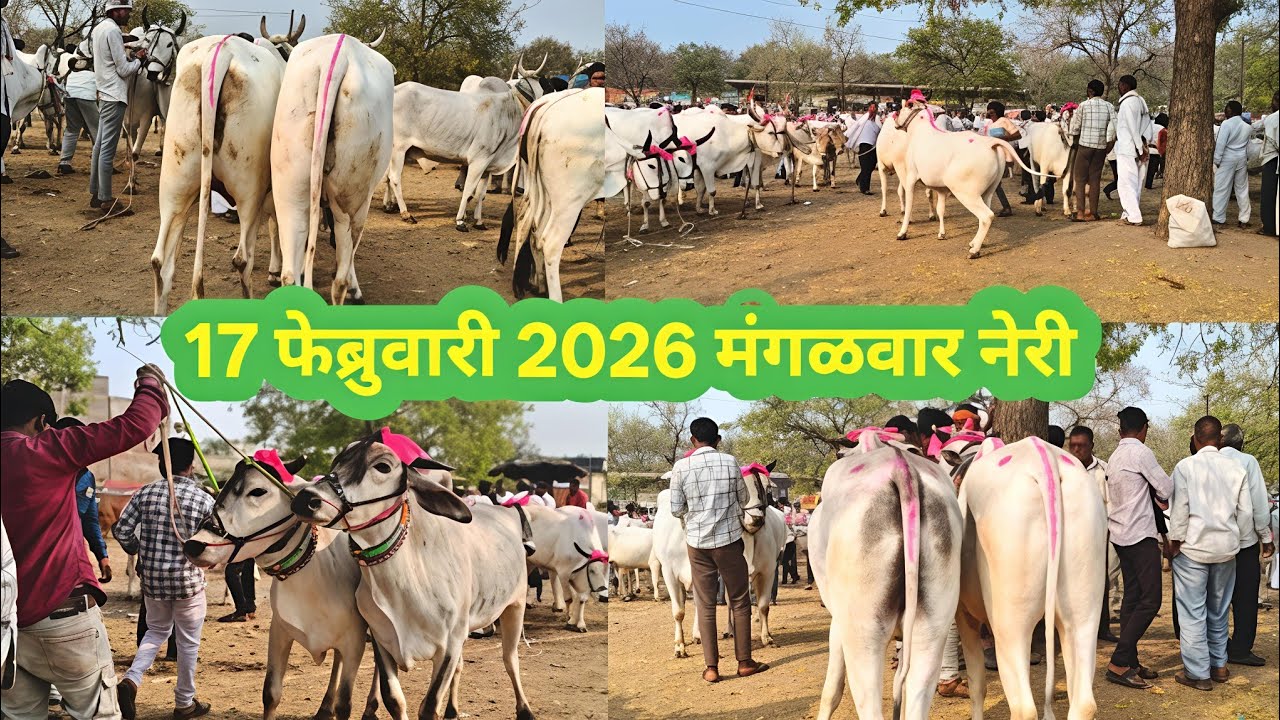 बैल बाजार नेरी | 17 फेब्रुवारी 2026 | मंगळवार 5 million  view जामनेर | जिल्हा जळगाव एक नंबर | 