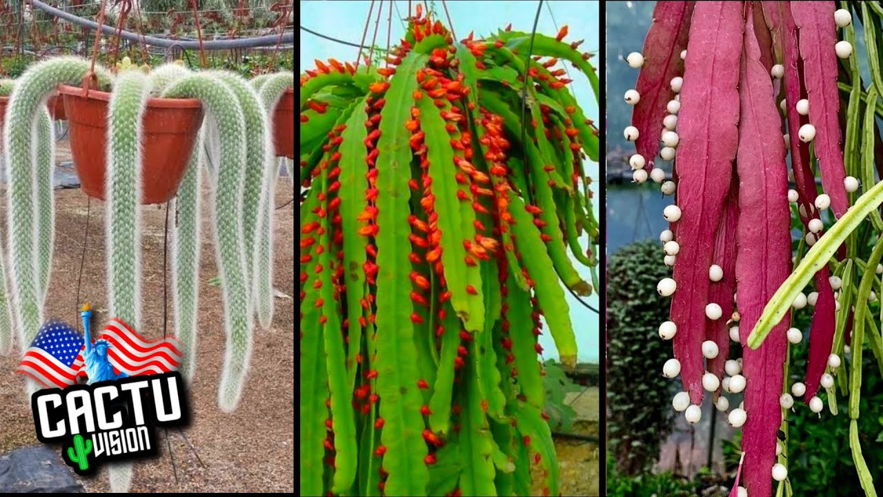 Top 10 most beautiful hanging cactus