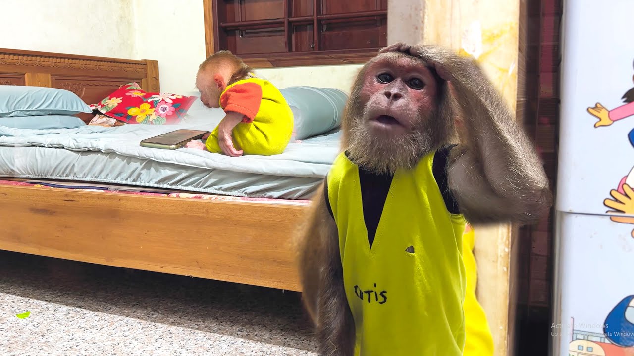 Everyone Laughs When CUTIS Finds Out the Baby Monkey’s Secret 😆