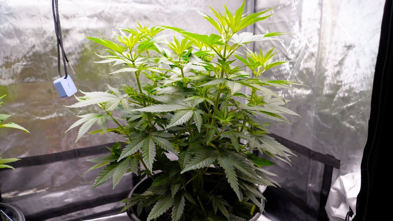CANNABIS LATE VEGETATIVE STAGE