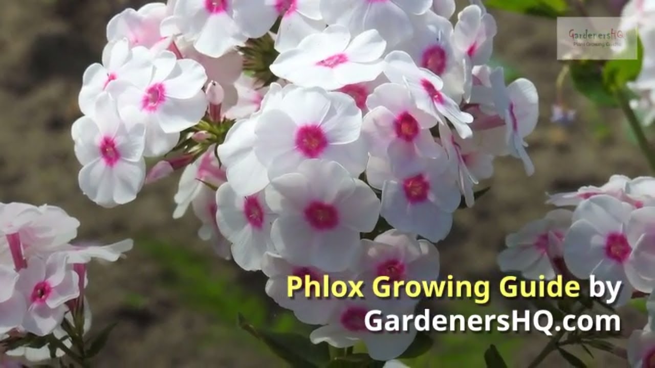 Phlox Growing Guide by GardenersHQ